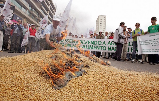 Protesters Burning GMO Soybeans in Brazil