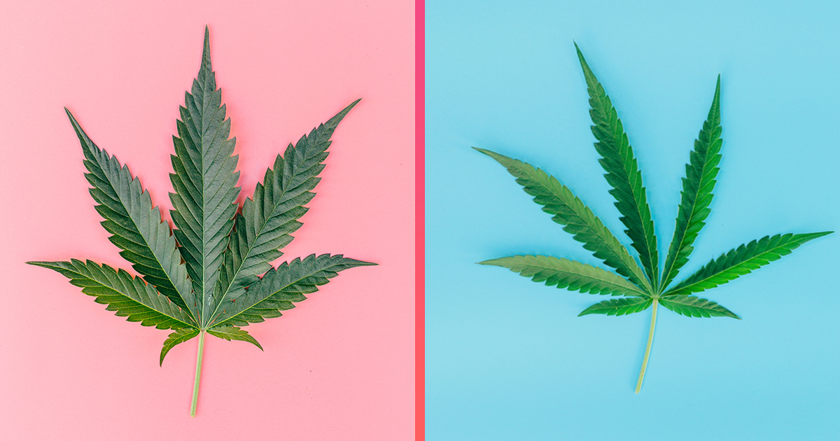 The Difference Between These Three Types of Marijuana - ATTN: