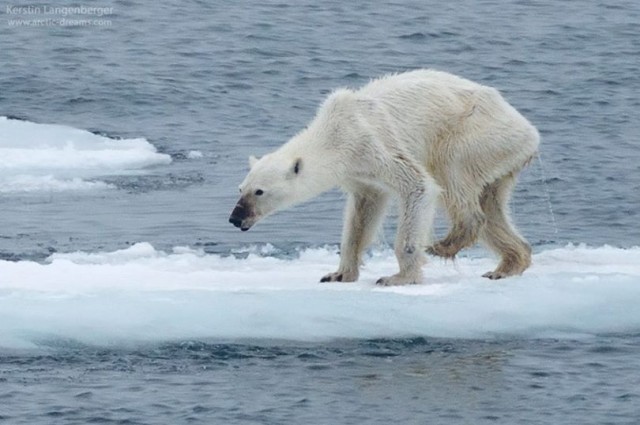 polar bear climate