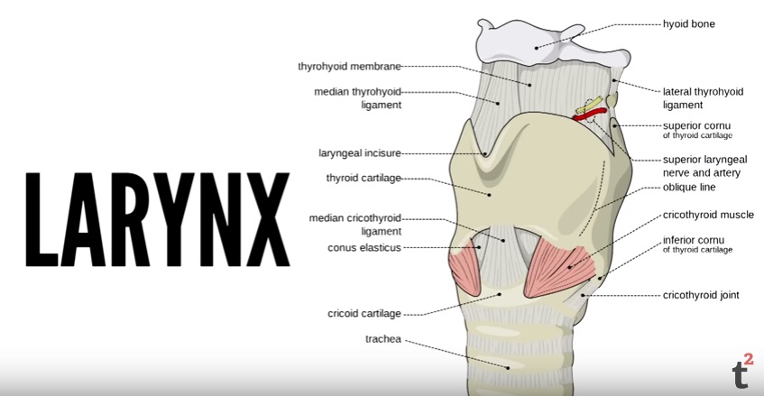 This is the larynx. 