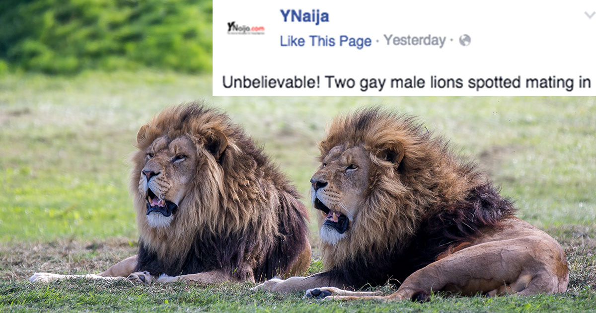 Gay lion picture shows how natural homosexuality is - ATTN: