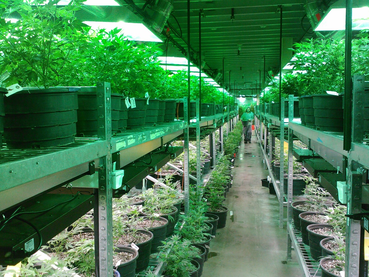 weed farm