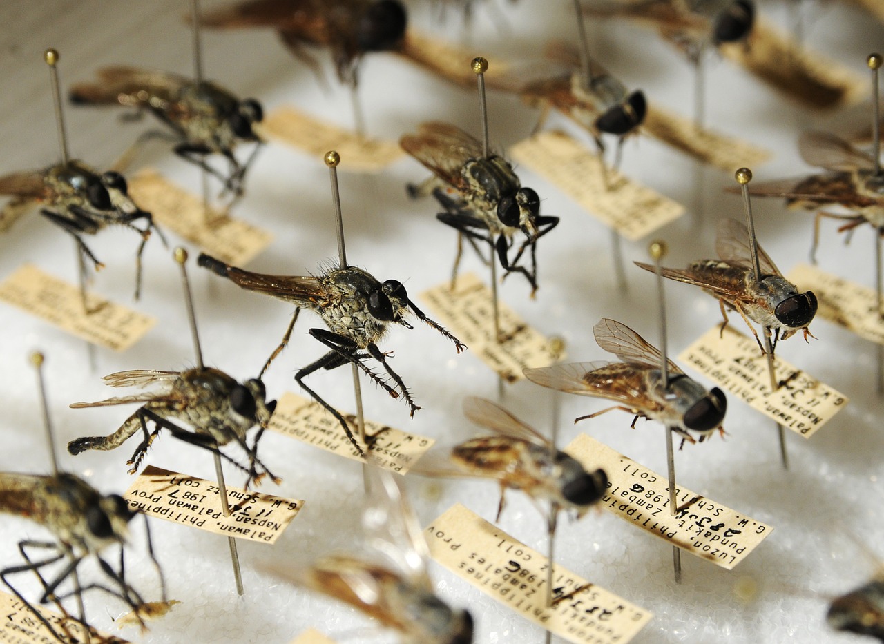 Species of mosquitoes