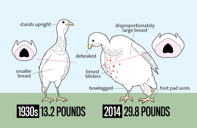 Turkey size changes over the years