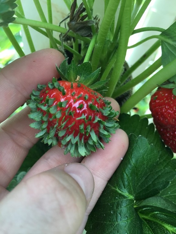 Hairy strawberry