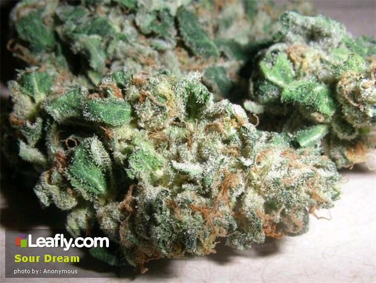 Best Marijuana Strains for Sexual Arousal ATTN