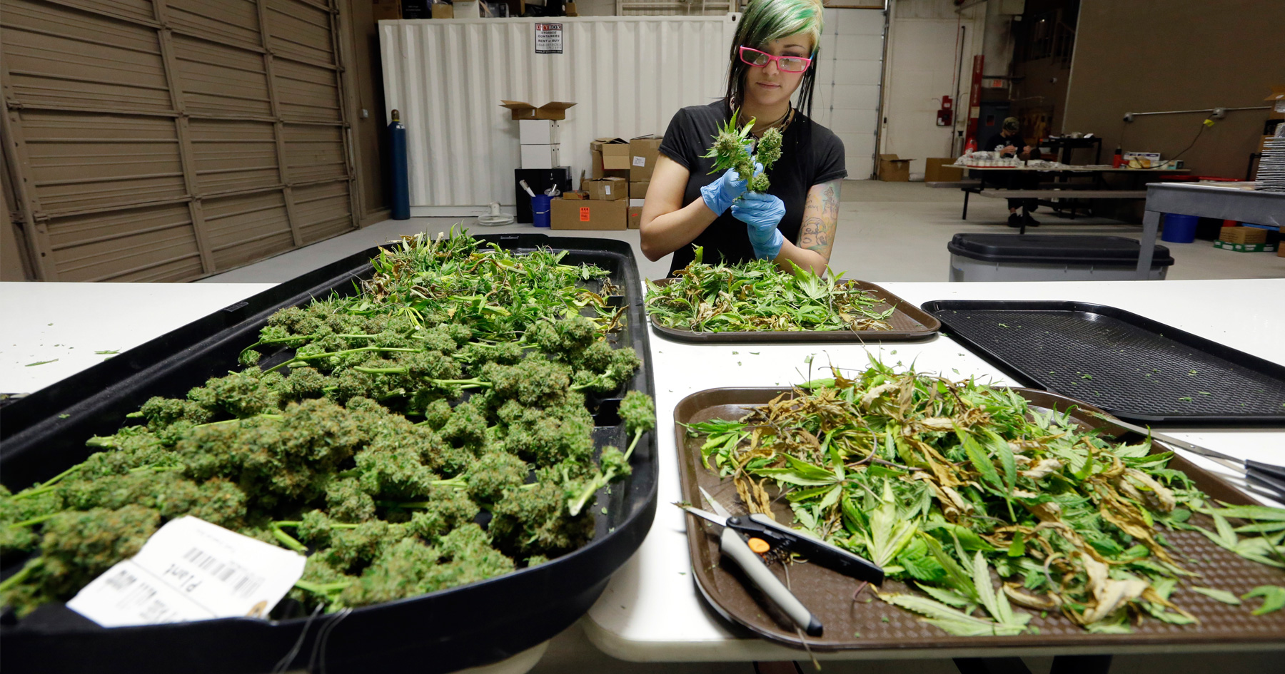 woman-trimming-marijuana-plants