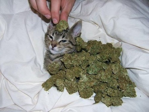 cat cannabis