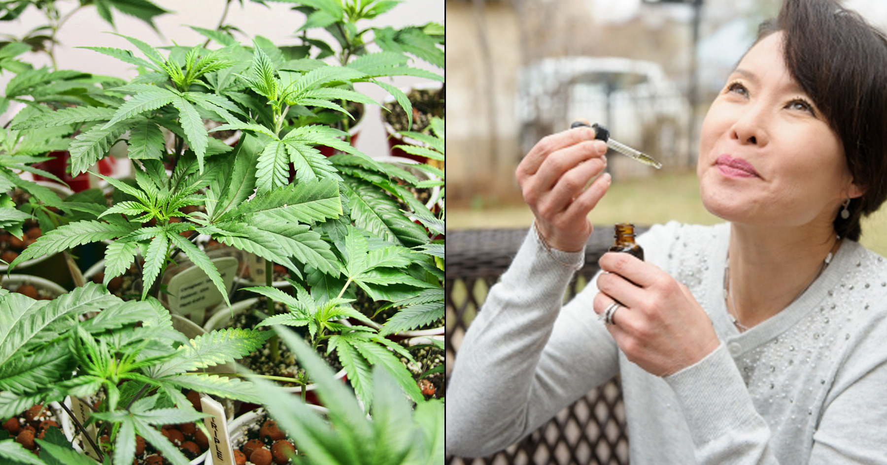 What Marijuana Does To Cancer ATTN 