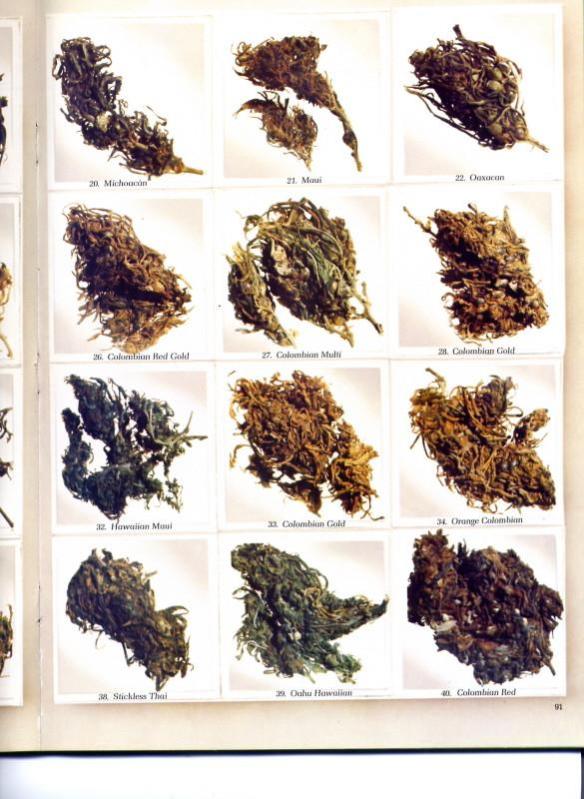 Marijuana Is Not More Dangerous Today Than 40 Years Ago ATTN marijuana-is-not-more-dangerous-today-than-40-years-ago-attn