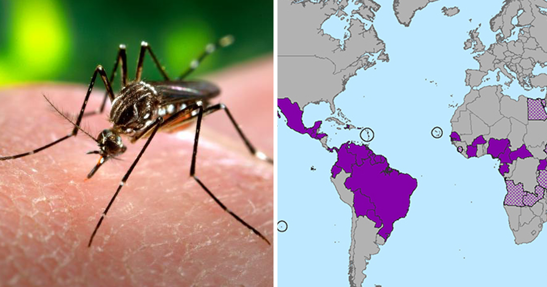 mosquito-and-zika-countries
